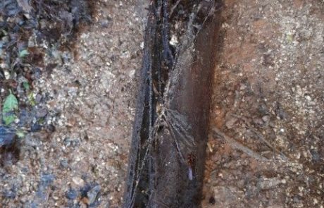 שורש בקו 6 צול