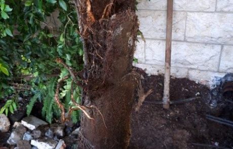 שורש בקו 6צול